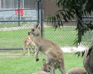 Potawatomi Zoo Kangaroo